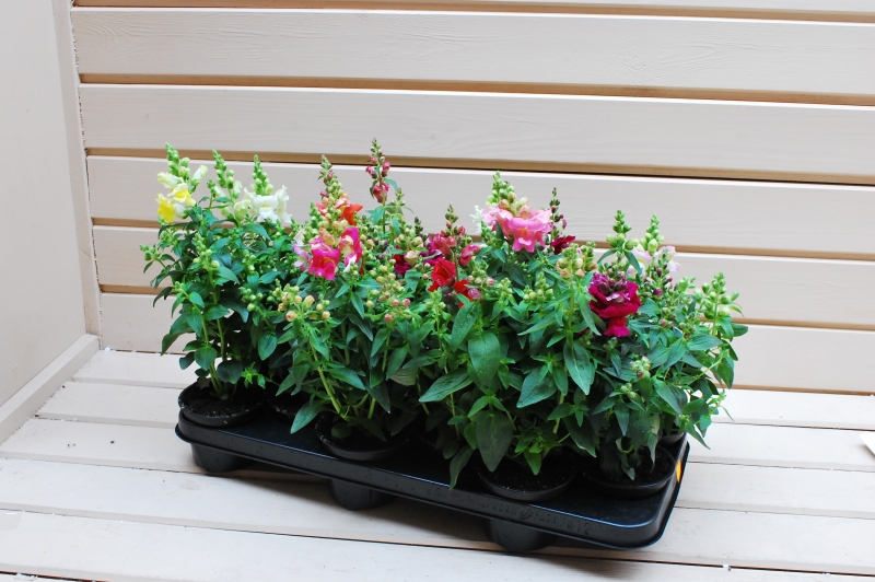 ANTIRRHINUM