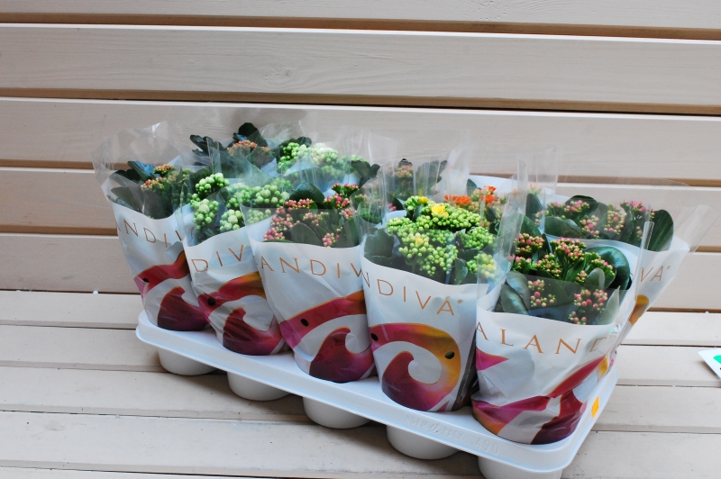 KALANCHOE CALANDIVA