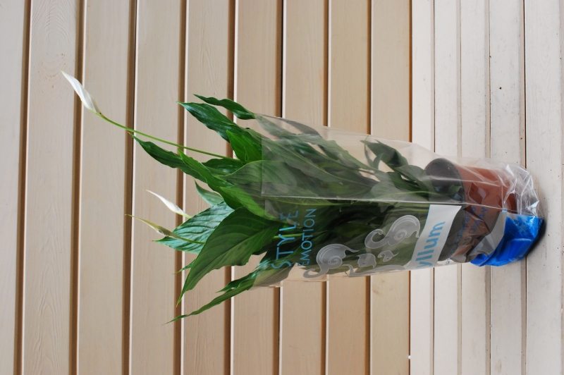 SPATHIPHYLLUM