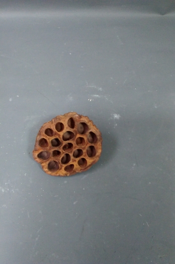 Susz