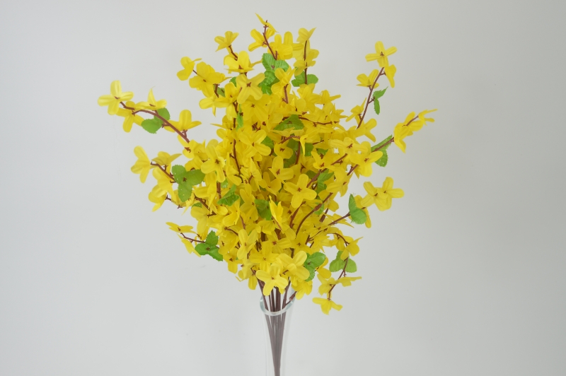 Forsycja''5''
