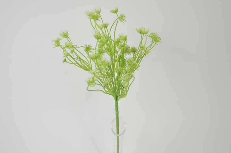 Trachelium pik