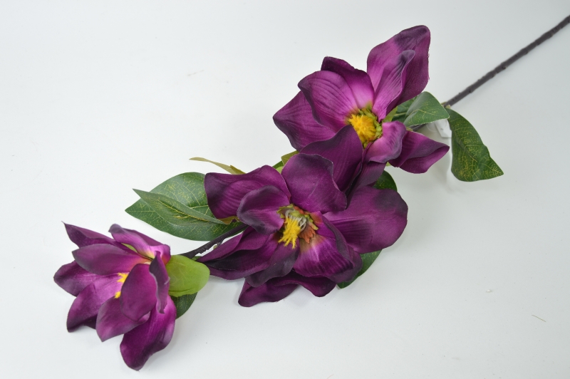 Magnolia
