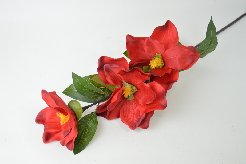 Magnolia