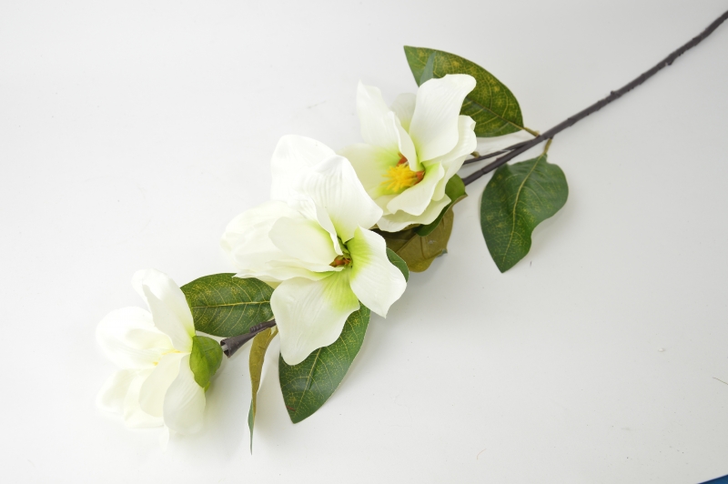 Magnolia