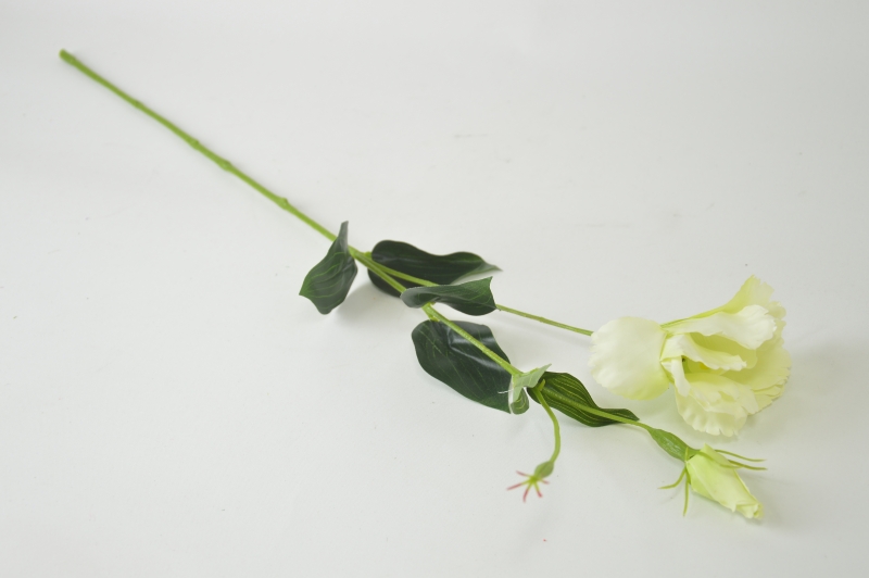 Eustoma mix kolorów