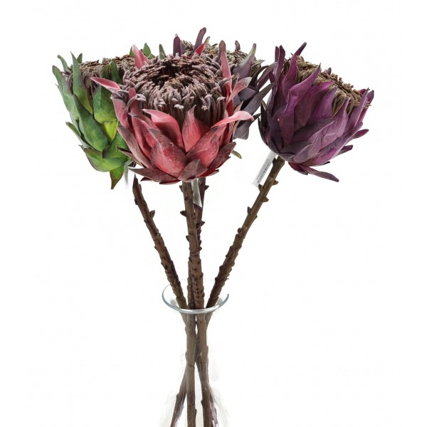 Miniatura: Protea pojedyncza