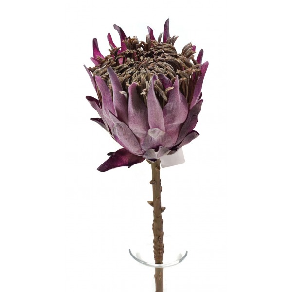 Miniatura: Protea pojedyncza