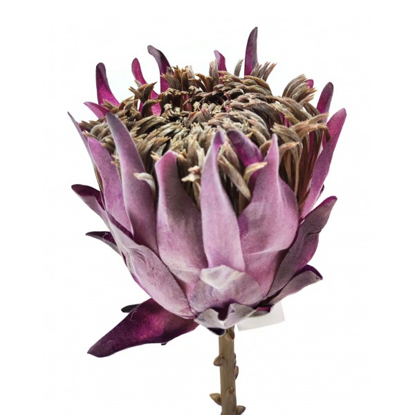 Miniatura: Protea pojedyncza