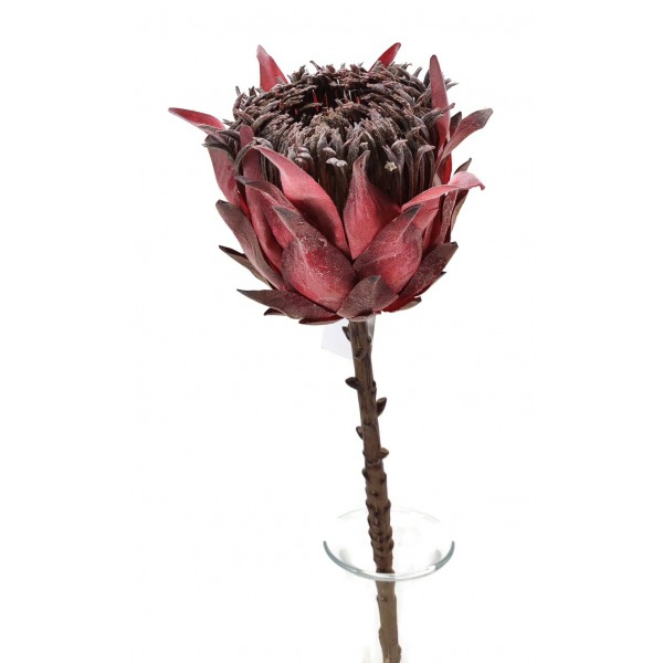 Miniatura: Protea pojedyncza