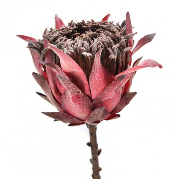 Miniatura: Protea pojedyncza