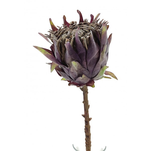 Miniatura: Protea pojedyncza