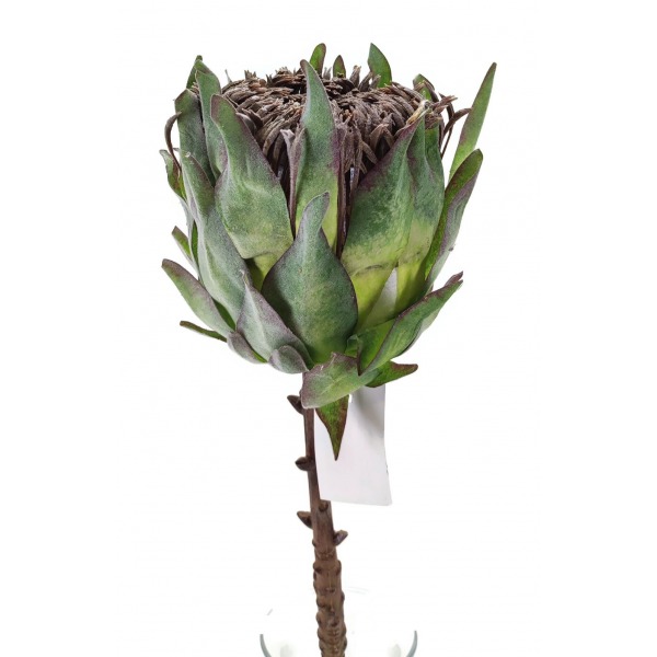 Miniatura: Protea pojedyncza