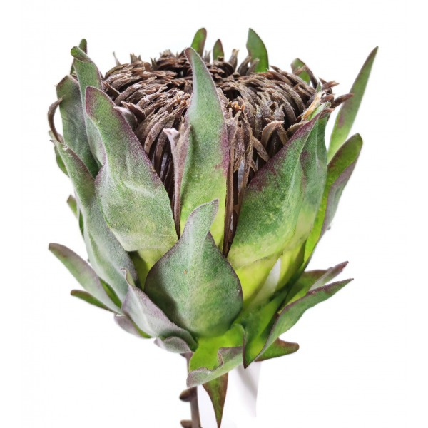 Miniatura: Protea pojedyncza