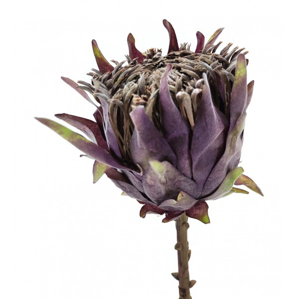 Miniatura: Protea pojedyncza