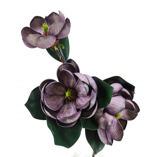 Miniatura: Magnolia gałązkowa