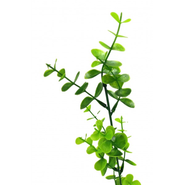 Miniatura: Eukaliptus zielony 40 cm