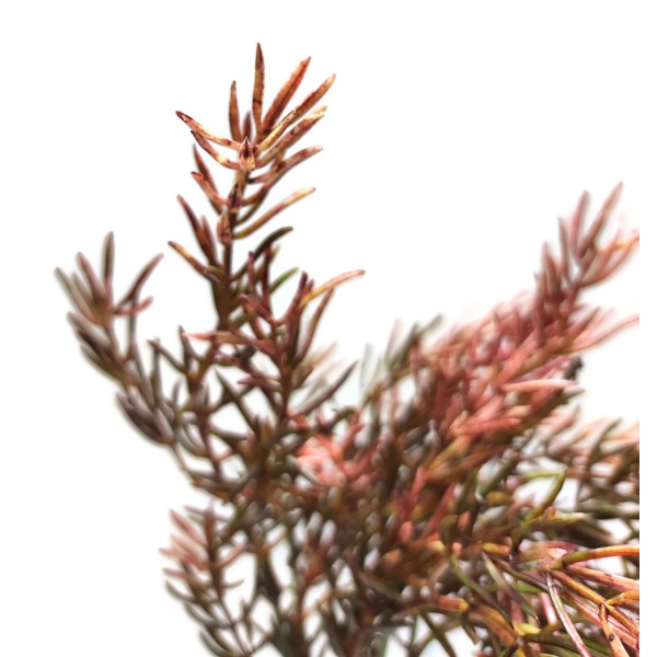 Miniatura: Sztuczny bukiet dodatków florystycznych 40 cm – zielone gałązki dekoracyjne, mix kolorów