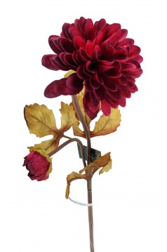 Miniatura: Dalia
