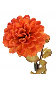 Miniatura: Dalia