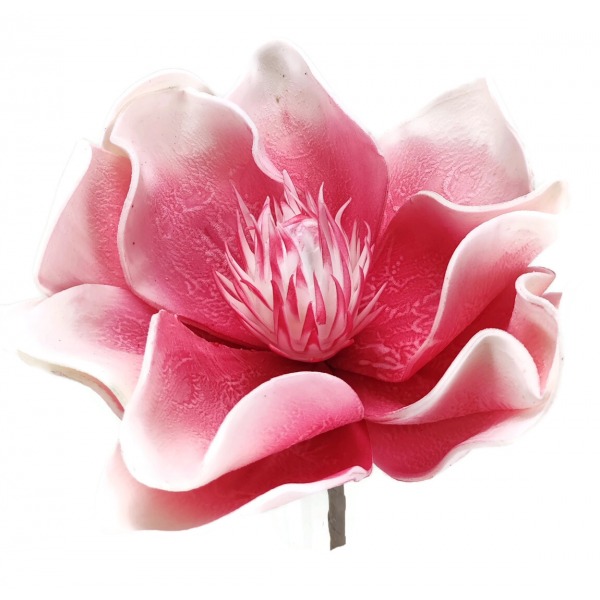 Miniatura: Magnolia piankowa