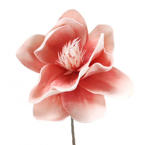 Miniatura: Magnolia piankowa