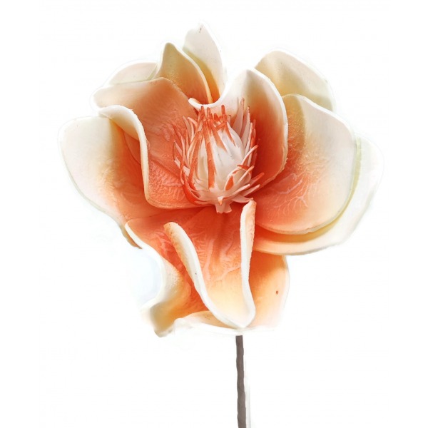 Miniatura: Magnolia piankowa