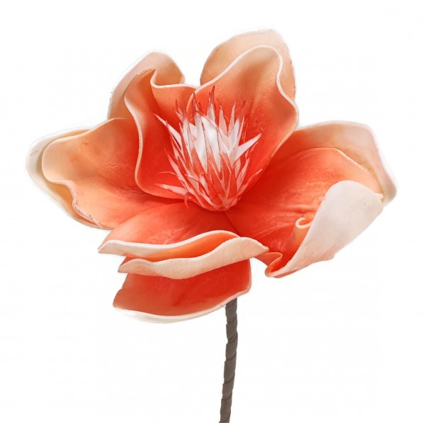 Miniatura: Magnolia piankowa