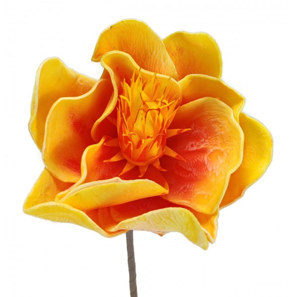Miniatura: Magnolia piankowa