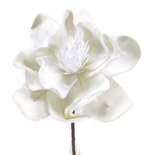 Miniatura: Magnolia piankowa