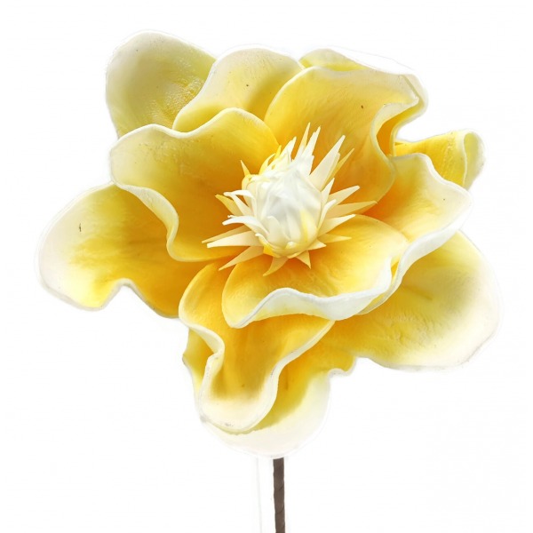 Miniatura: Magnolia piankowa