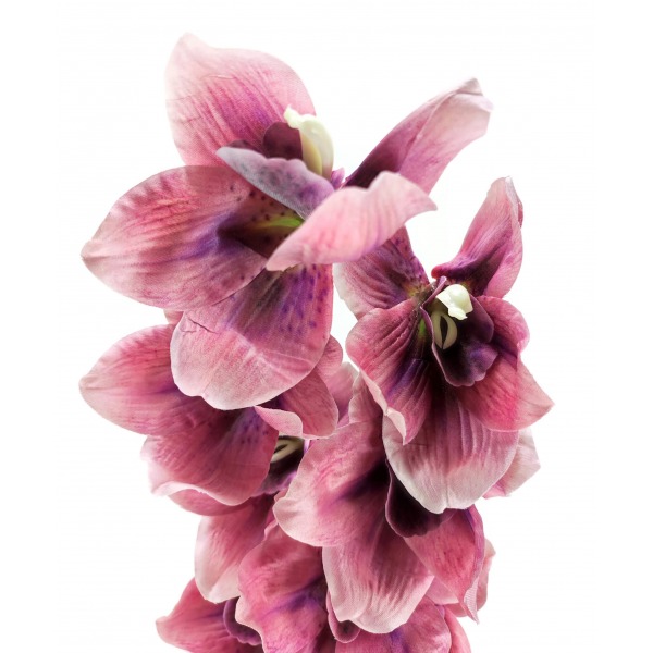 Miniatura: Storczyk cymbidium jesienny