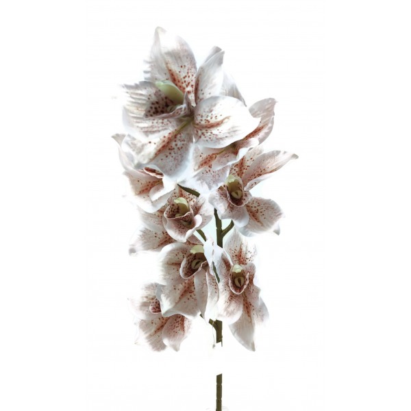 Miniatura: Storczyk cymbidium jesienny