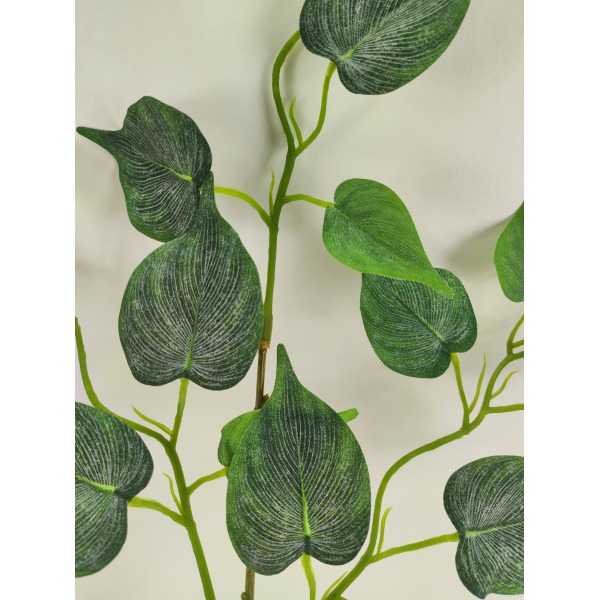Miniatura: Liść omszały