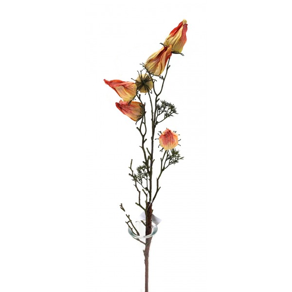 Miniatura: Gałązka miechunki