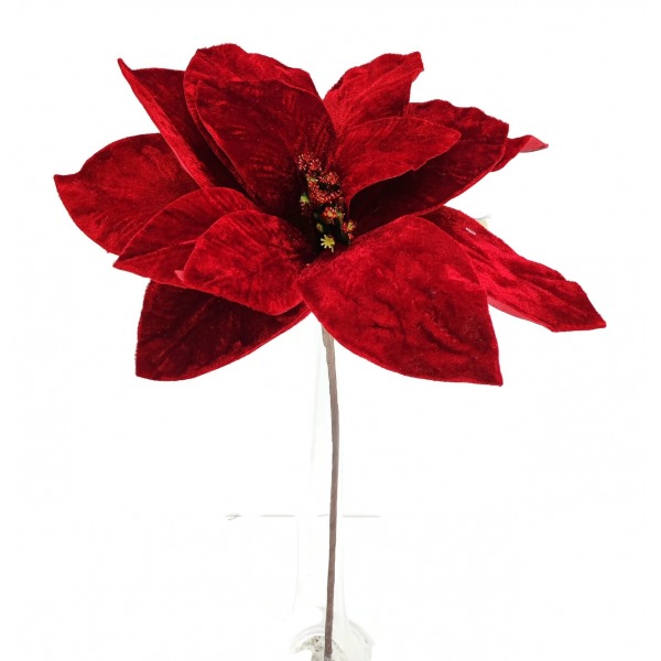 Miniatura: Poinsencja czerwona
