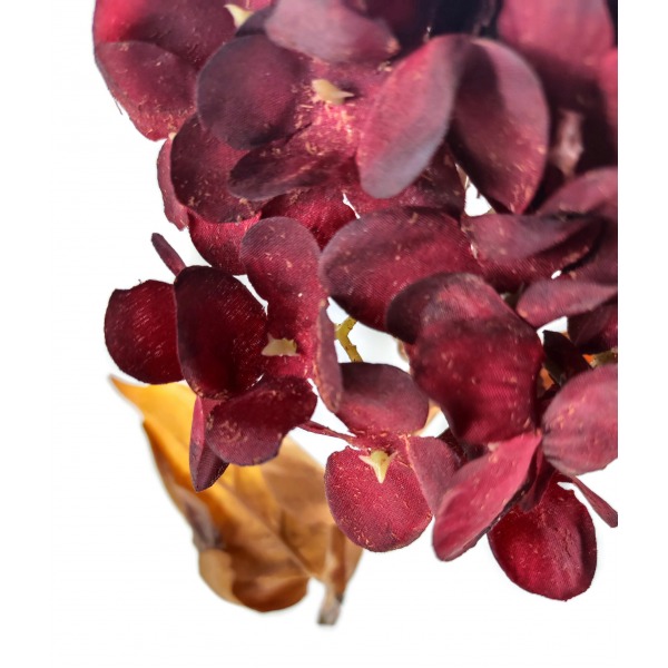 Miniatura: hortensja jesienna