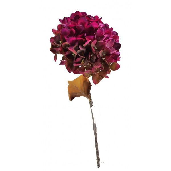 Miniatura: hortensja jesienna