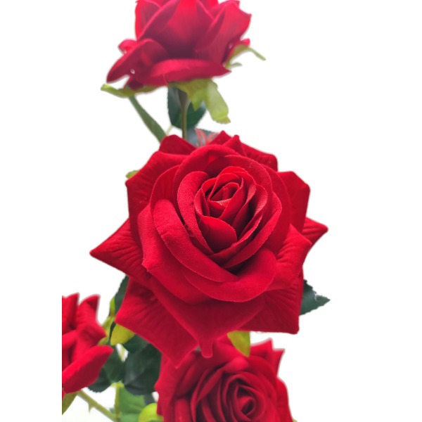 Miniatura: Róża welurowa