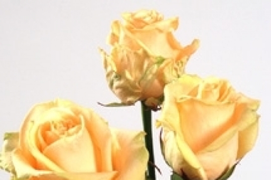 Miniatura: savita