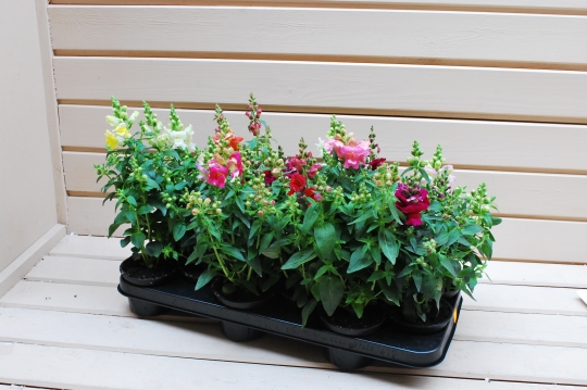 Miniatura: ANTIRRHINUM