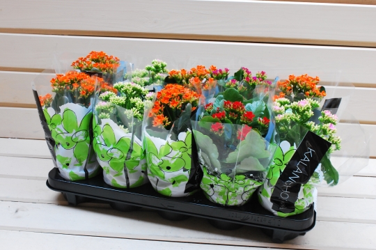 Miniatura: KALANCHOE
