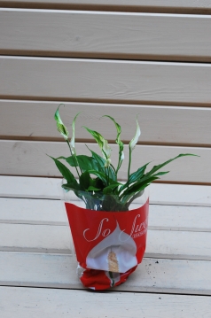 Miniatura: SPATHIPHYLLUM