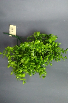 Miniatura: Gałązka gryszpanowa