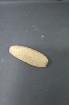 Miniatura: Susz