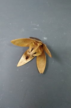 Miniatura: Susz 