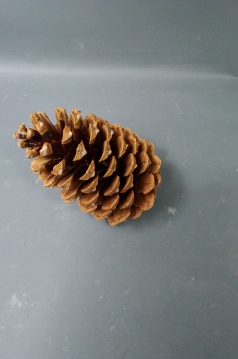 Miniatura: Susz szyszka