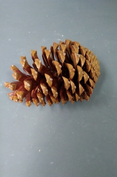 Miniatura: Susz szyszka