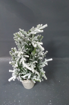 Miniatura: Choinka w doniczce