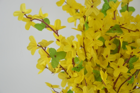 Miniatura: Forsycja''5''